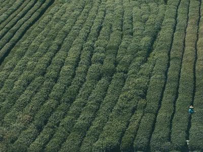 Nachos con Guacamole